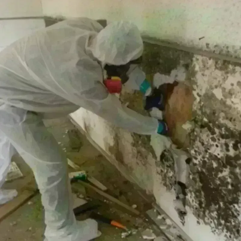 Mold Remediation and Removal in Upper Alton, IL